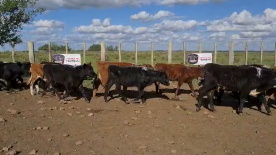 Lote 149 Terneros Carnicera a remate en PARADA DEL TERNERO 150kg -  en Parada fariña