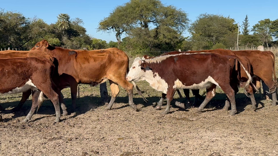 Lote 75 Vaquillonas preñadas en Corrientes, Yataití Calle