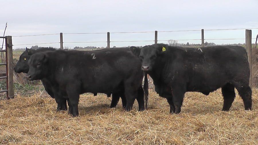 Lote TOROS PUROS POR CRUZA