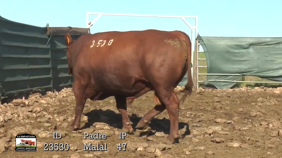 Lote 3 Toros a remate en 42º La Empastada, Durazno