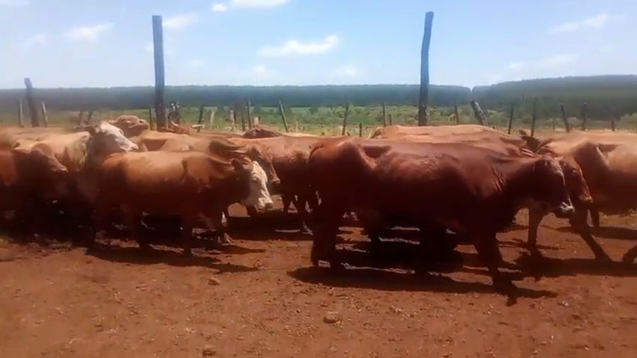 Lote 33 Vacas preñadas