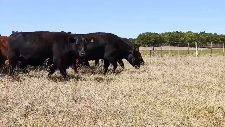 Lote 36 Vaquillonas preñadas