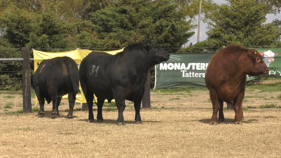 Lote TOROS ANGUS PUROS CONTROLADOS