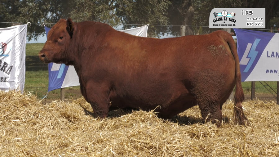 Lote MACHOS ANGUS PUROS DE PEDIGREE