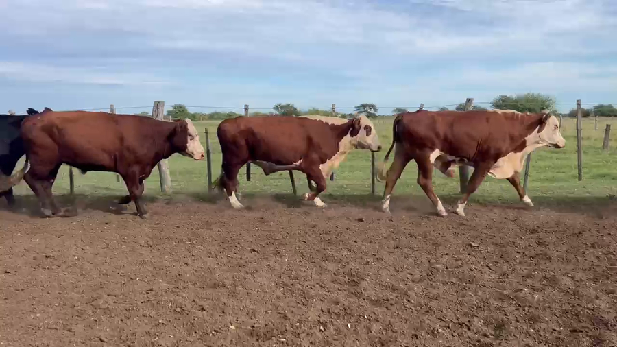 Lote 33 Novillos en Corrientes, Curuzu Cuatia