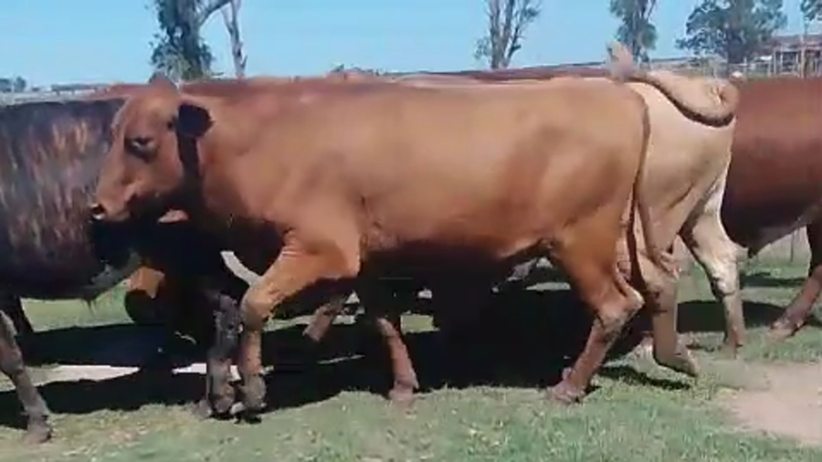 Lote 33 Novillos en Corrientes, Santo Tomé