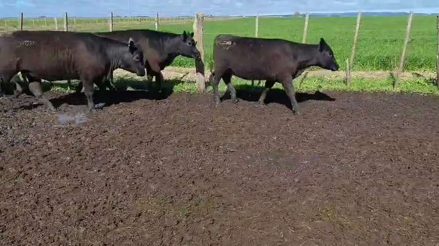 Lote 50 Vaquillonas en Buenos Aires, Coronel Vidal