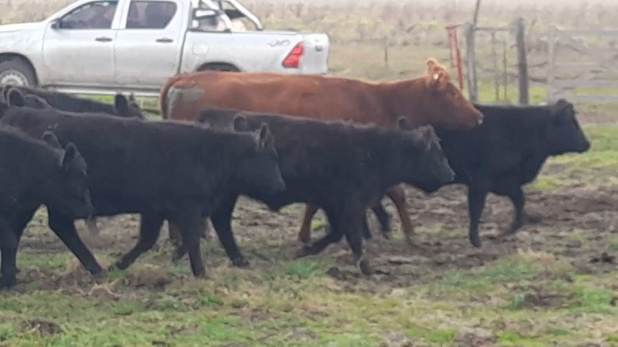 Lote 15 Terneros/as en Benito Juárez