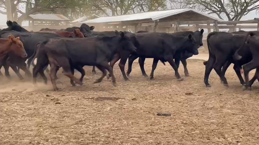 Lote 98 Vacas nuevas C/ cria en Goya, Corrientes