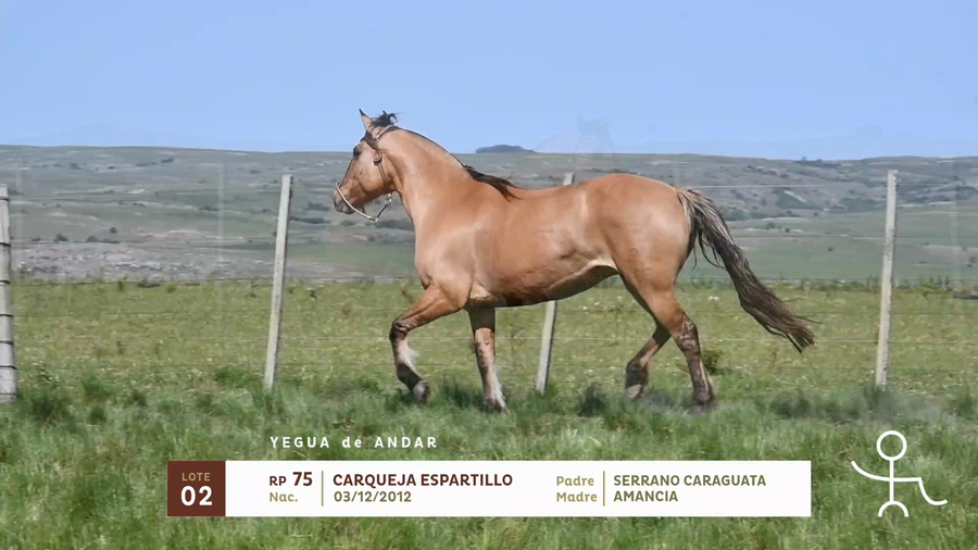 Lote CARQUEJA ESPARTILLO