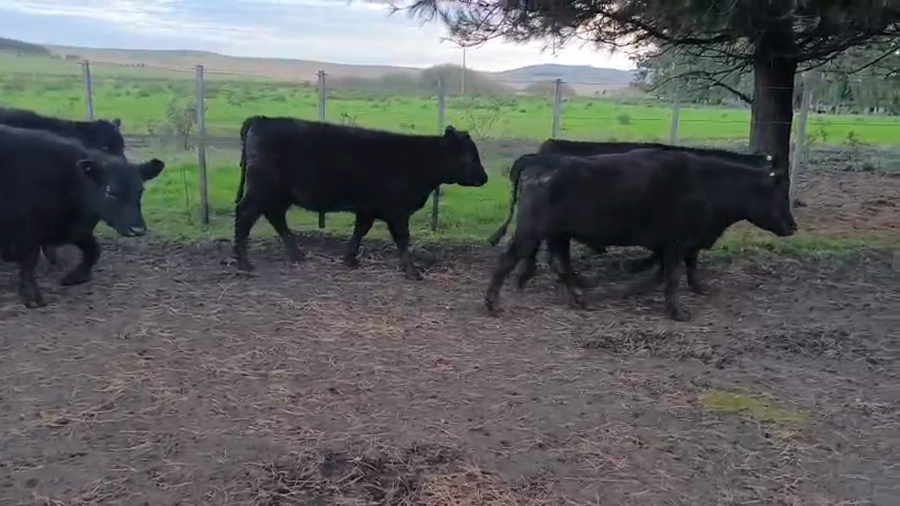 Lote 74 TERNS MACHOS Y HEMBRAS, TANDIL, PCIA. DE BS. AS.