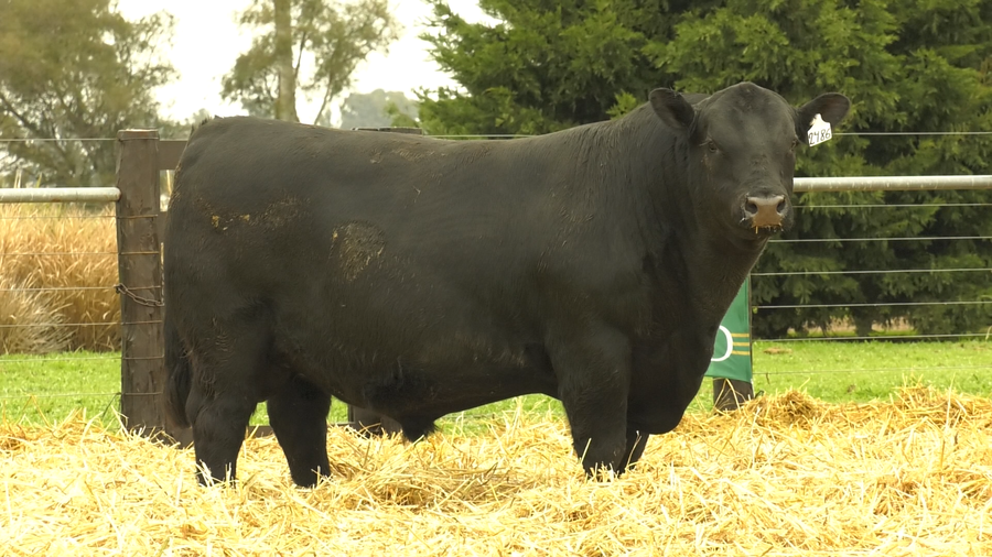 Lote TOROS A. ANGUS PURO PEDIGREE