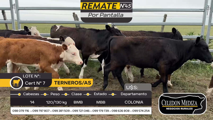 Lote 14 Terneros y Terneras en Otra Localidad, Colonia