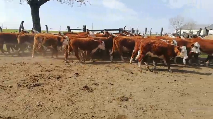 Lote 70 Terneros en Federal, Entre Ríos