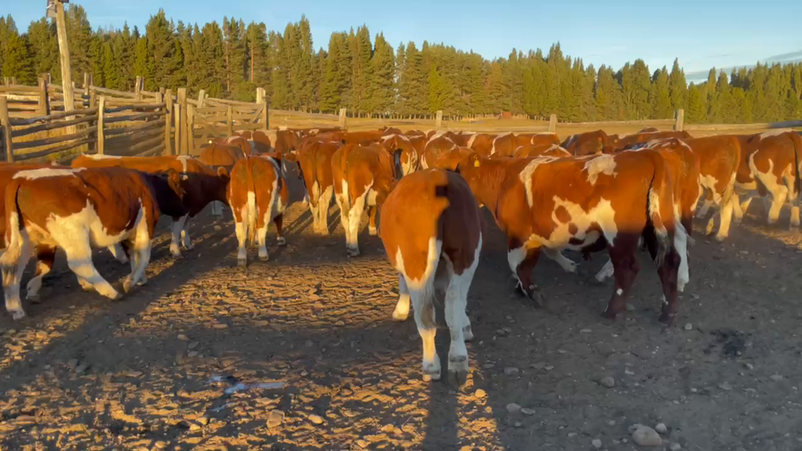 Lote 50 Novillo Engorda en Coyhaique, XI Región Aysén