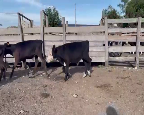 Lote (Vendido)6 Terneros CRUZA a remate en Entre Martillos 118kg -  en CARRETON