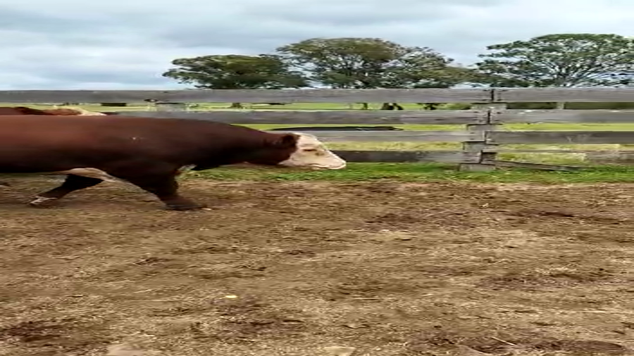 Lote Polled Hereford -La Lorencita