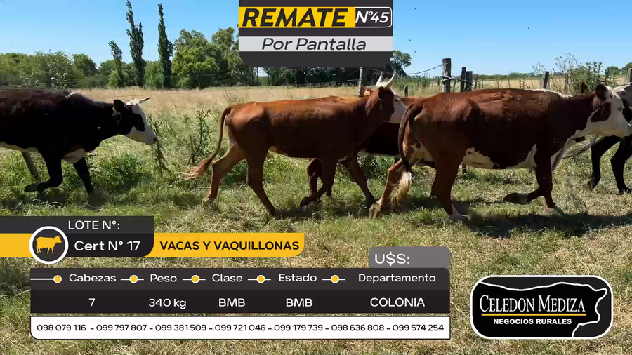 Lote 7 Vaquillonas y Vacas en Otra Localidad, Colonia