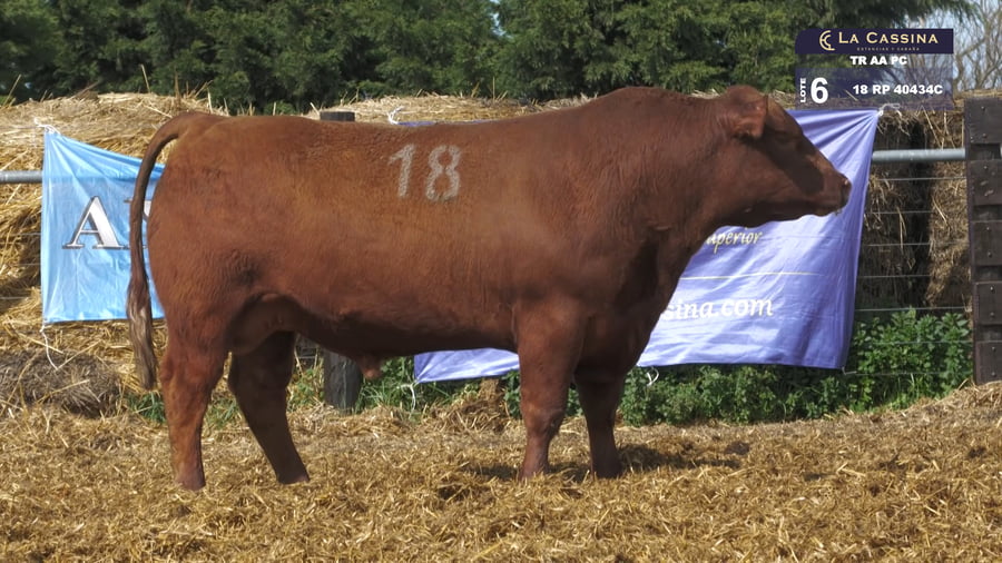 Lote TOROS ANGUS PURO CONTROLADO