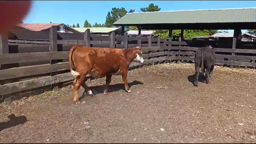 Lote 52 Novillo Engorda en Osorno, X Región Los Lagos