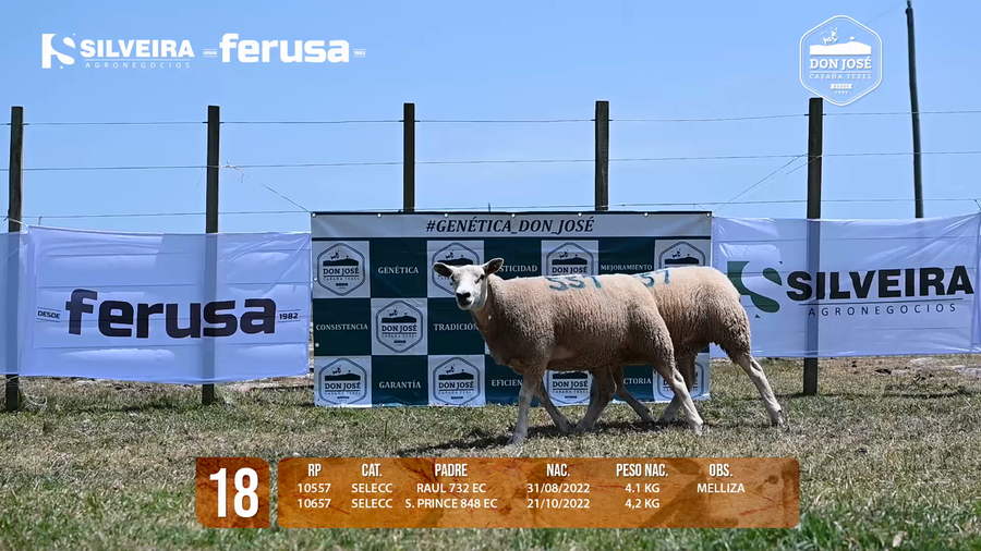 Lote LOTE 18 HEMBRA