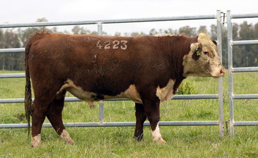 Lote POLLED HEREFORD