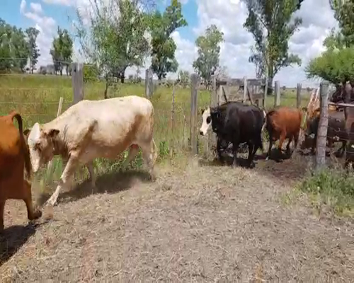 Lote 45 Vacas nuevas en San Justo, Santa Fe