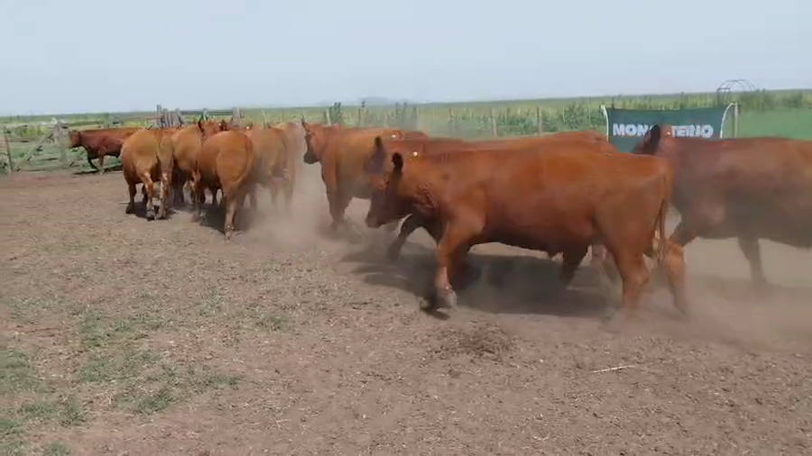 Lote 41 Novillitos en HUANGUELEN