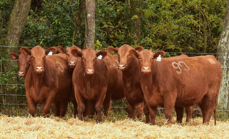 Lote VAQUILLONAS ANGUS PC PRIMAVERA