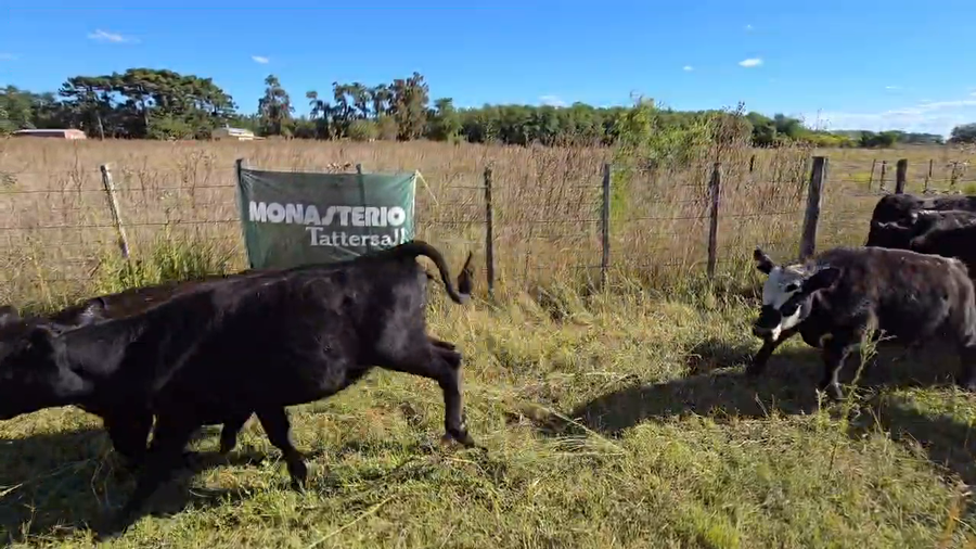 Lote 18 Terneros/as CASTELLI
