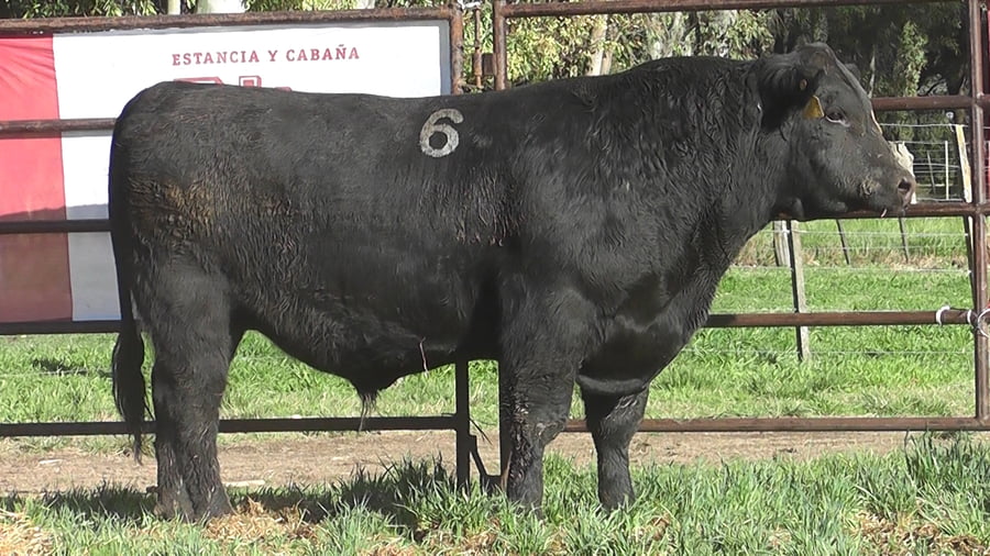 Lote ANGUS PURO CONTROLADO