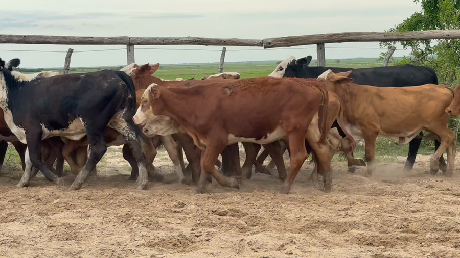 Lote 70 Terneras en Corrientes, Chavarría