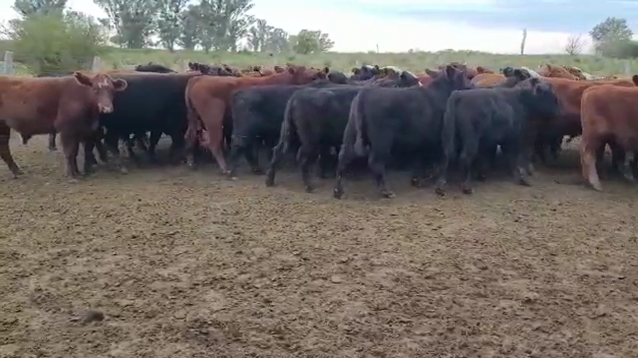 Lote 47 Novillitos en Entre Ríos, Villaguay