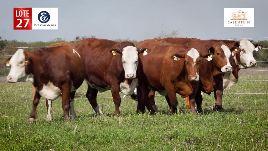 Lote LOTE 27 - VAQUILLAS BRAFORD PLANTELERAS SEÑAL ´18 PREÑADAS IATF