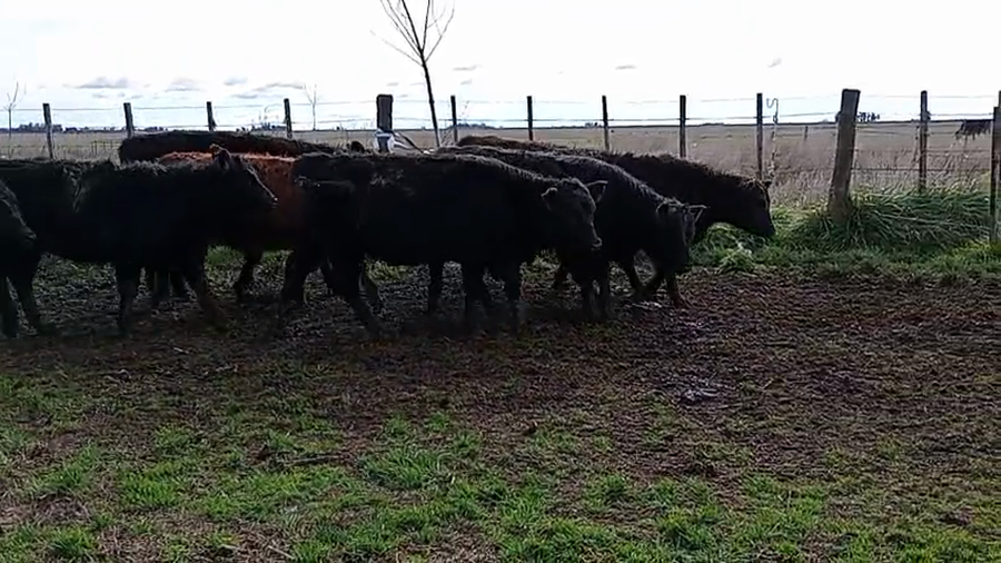 Lote 60 Terneros/as en Gral. Guido, Buenos Aires