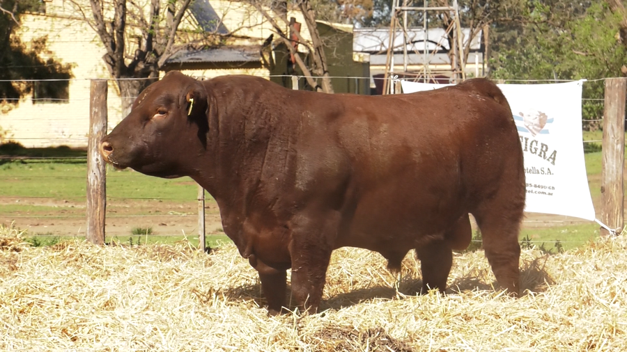 Lote TOROS PUROS CONTROLADOS
