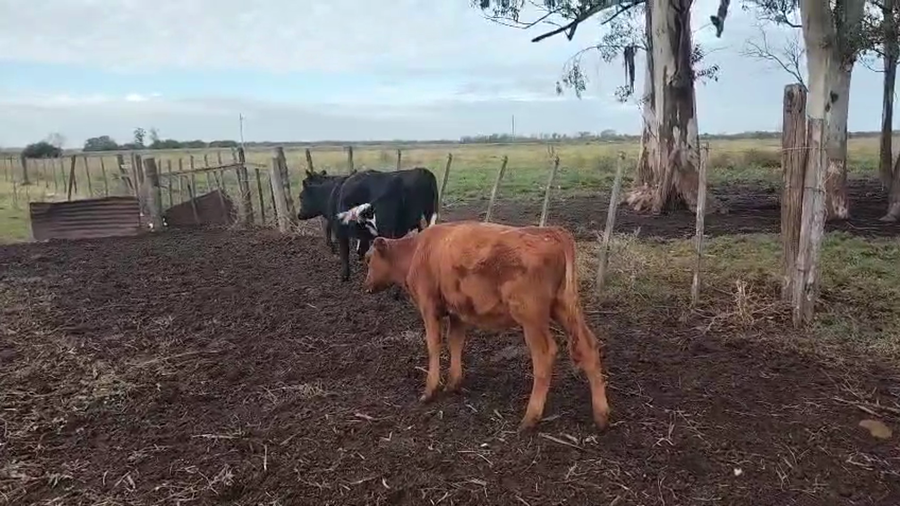 Lote 4 Terneras a remate en Pantalla Camy, San José