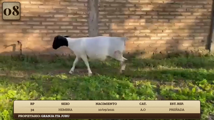 Lote LOTE 8