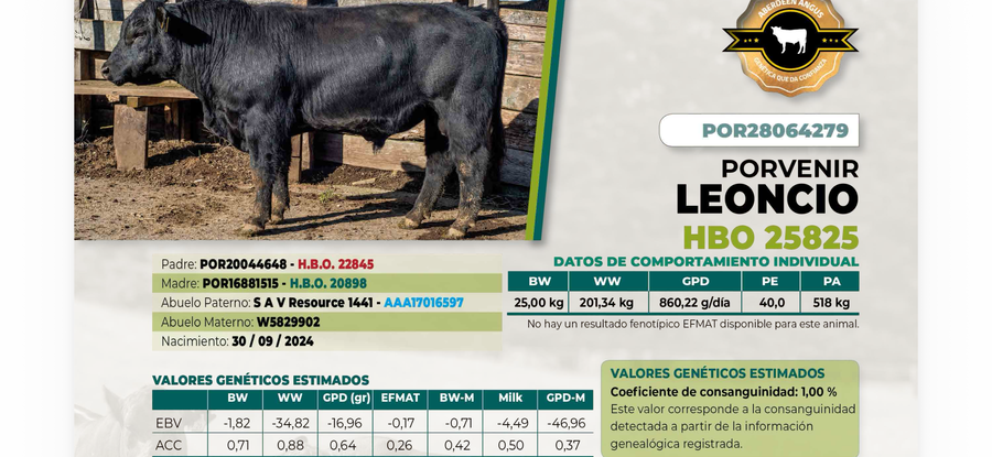 Lote 1 Toro LEONCIO DIIO 4279
