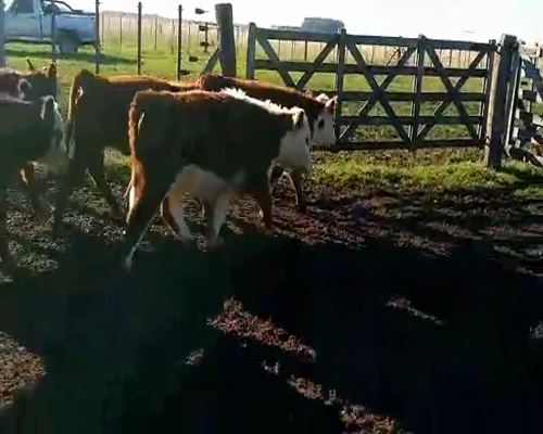 Lote 50 Terneras en Rauch, Buenos Aires