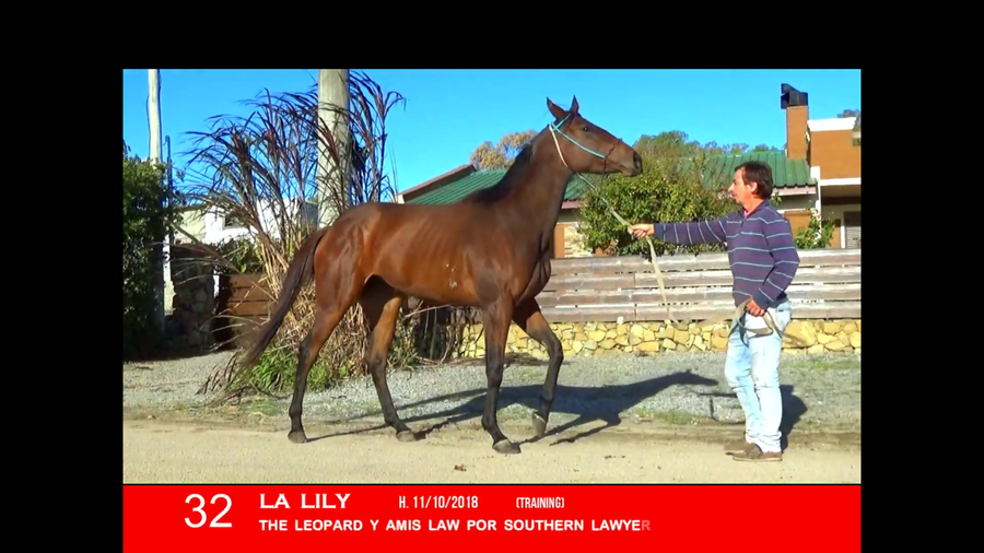 Lote LA LILA