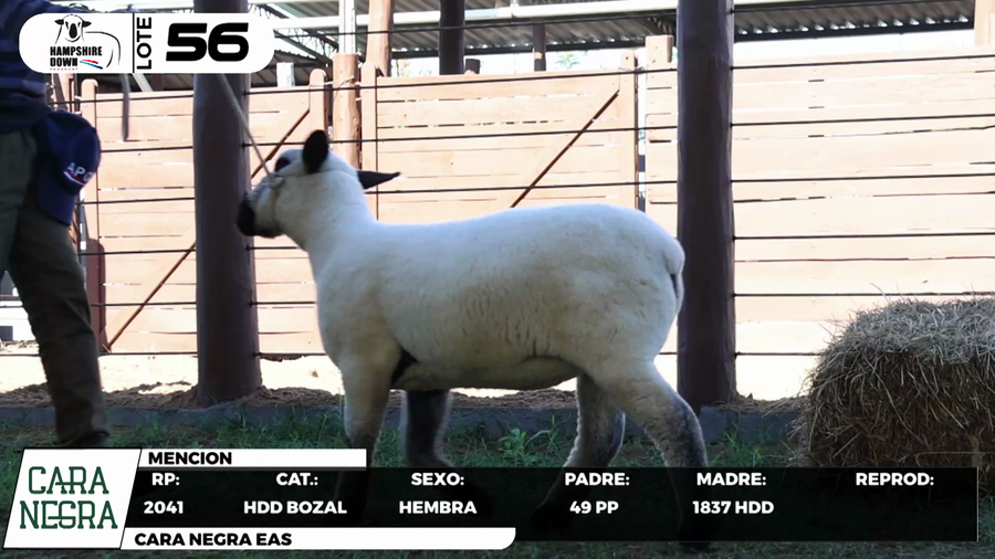 Lote LOTE 56- BOZAL