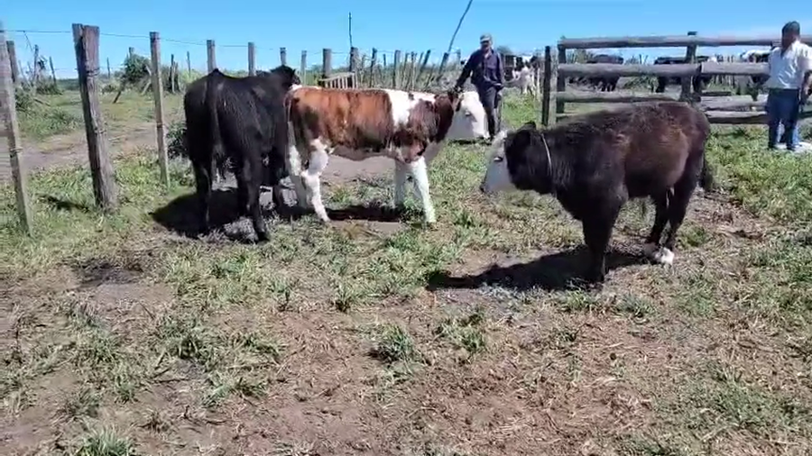 Lote 4 Terneros y Terneras a remate en Pantalla Camy, San José