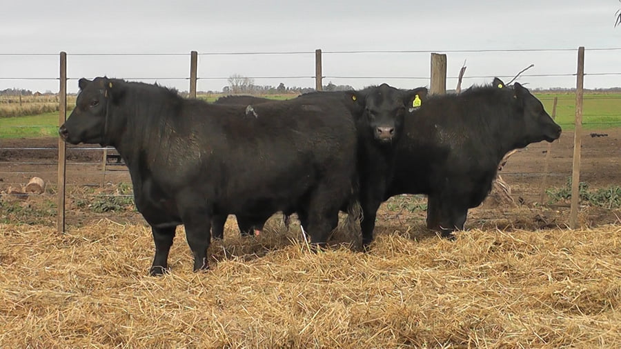 Lote TOROS PUROS POR CRUZA