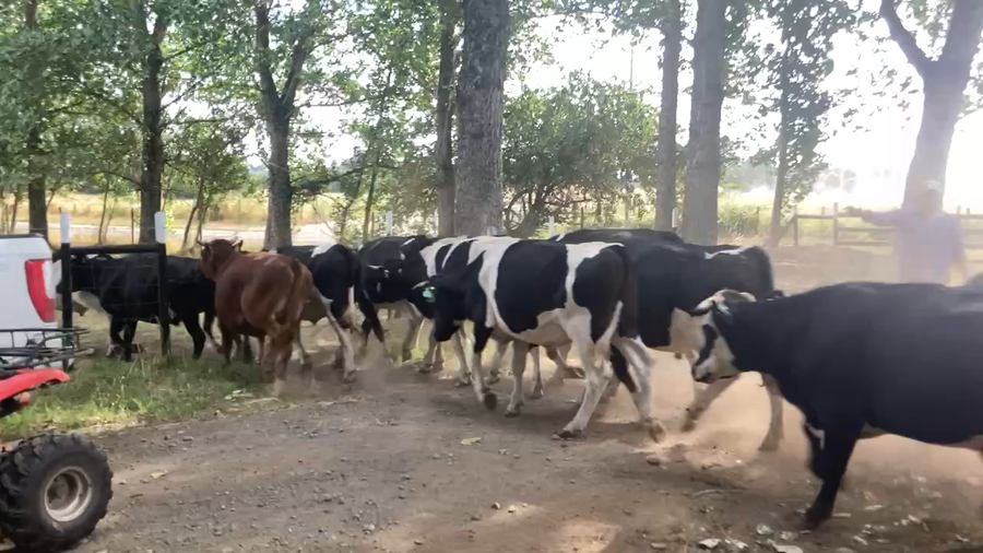 Lote 42 Novillo Gordo en Osorno, X Región Los Lagos