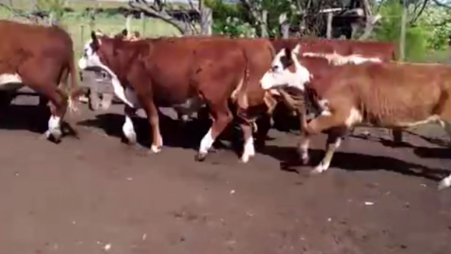 Lote 64 TERNS MACHOS Y HEMBRAS, BENITO JUAREZ, BS. AS.