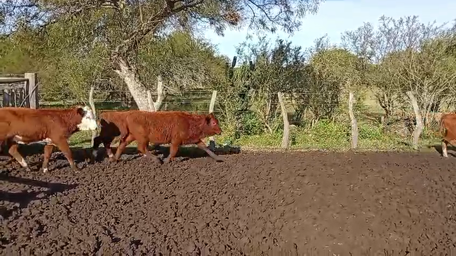 Lote 93 Terneros/as en Corrientes, Curuzú-Cuatiá