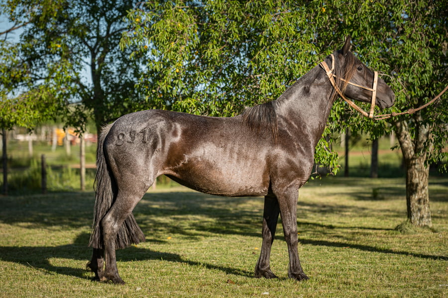 Lote Figurita Del Queguay