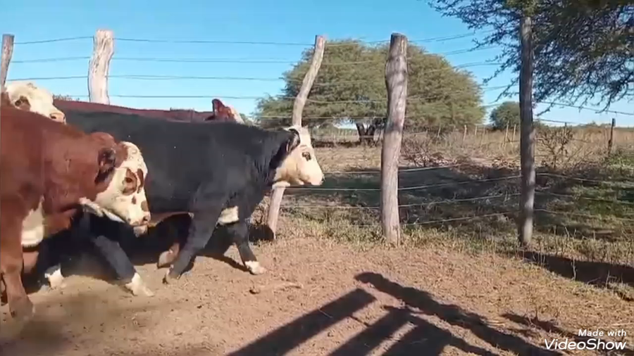 Lote 56 Terneros/as