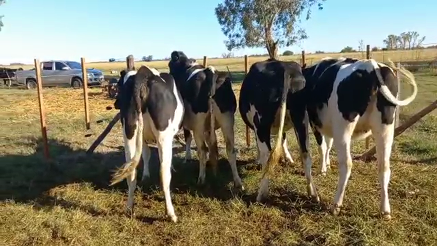 Lote Vaquillonas Preñadas- Elvira Julia